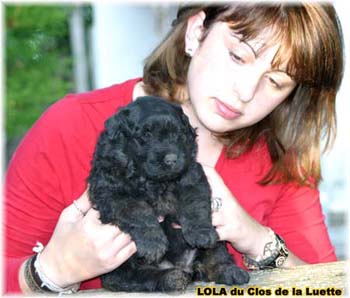 DU CLOS DE LA LUETTE SITE WEB ELEVAGE DU CLOS DE LA LUETTE SPECIALISE POUR LE BOUVIER DES FLANDRES COPYRIGHT DEPOSE